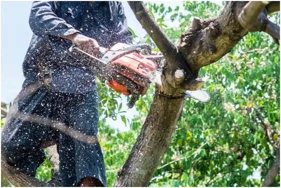 tree services Grants Pass